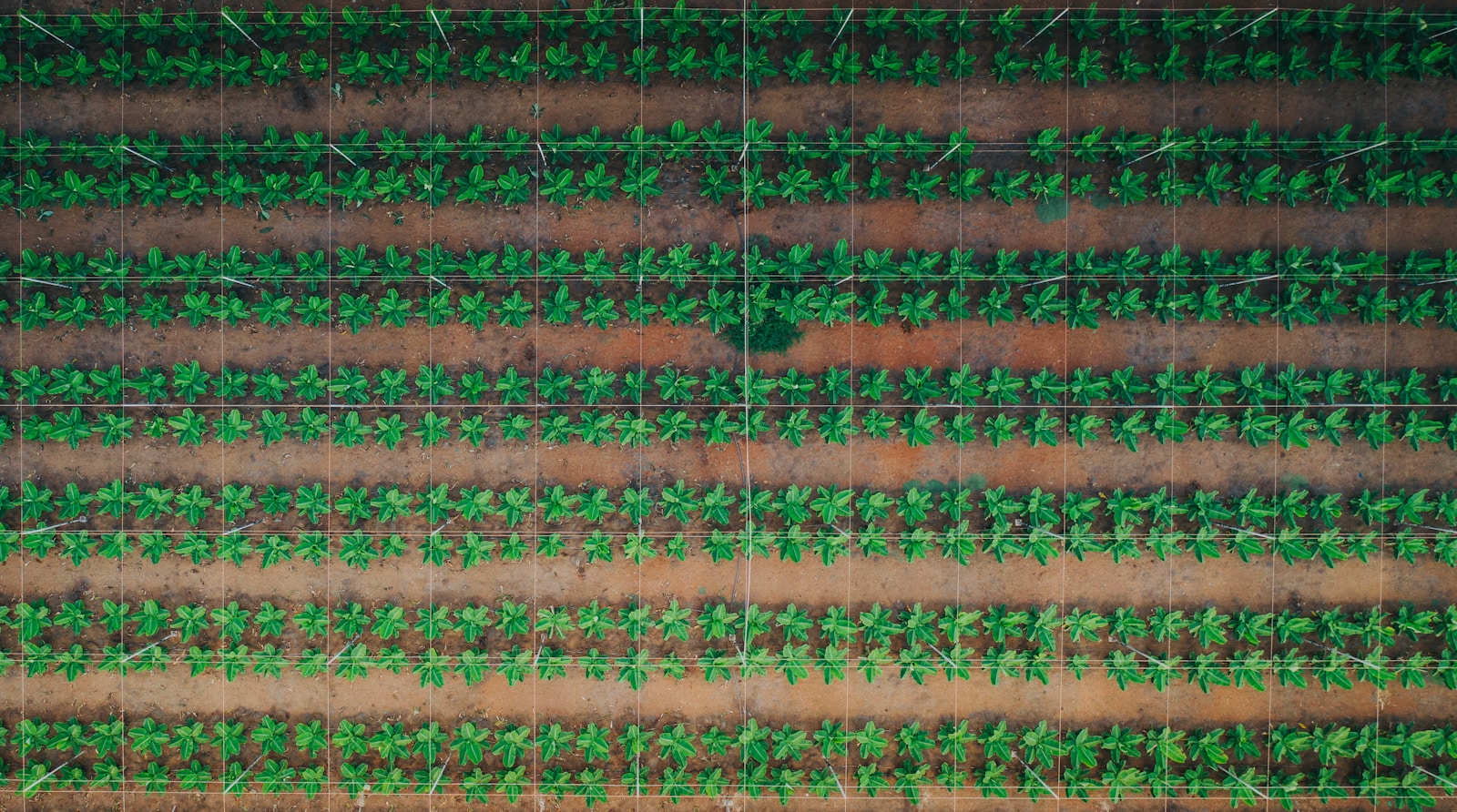 Photo by Geio Tischler an aerial view of a farm field with rows of green plants