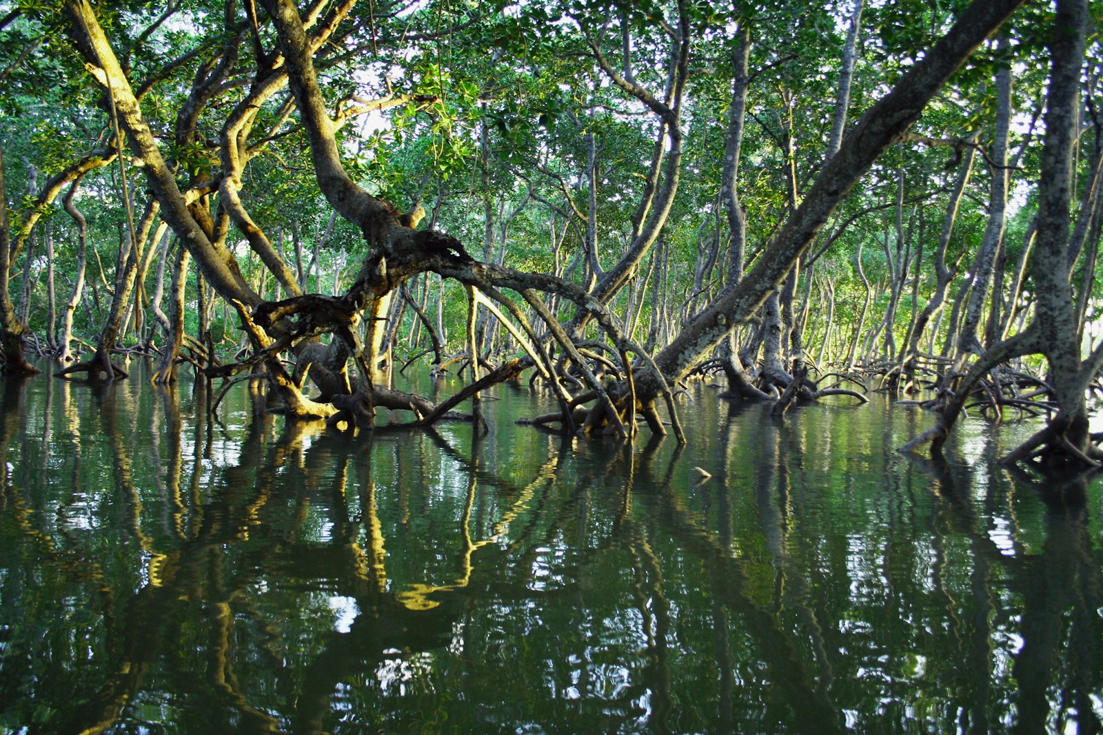 Photo by Timothy K brown tree branch on water